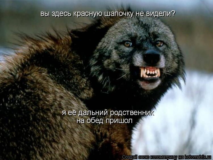 Котоматрица: вы здесь красную шапочку не видели? я её дальний родственник на обед пришол