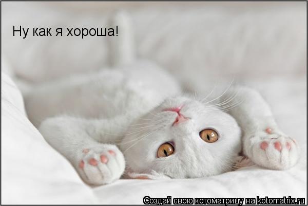 Котоматрица: Ну как я хороша!