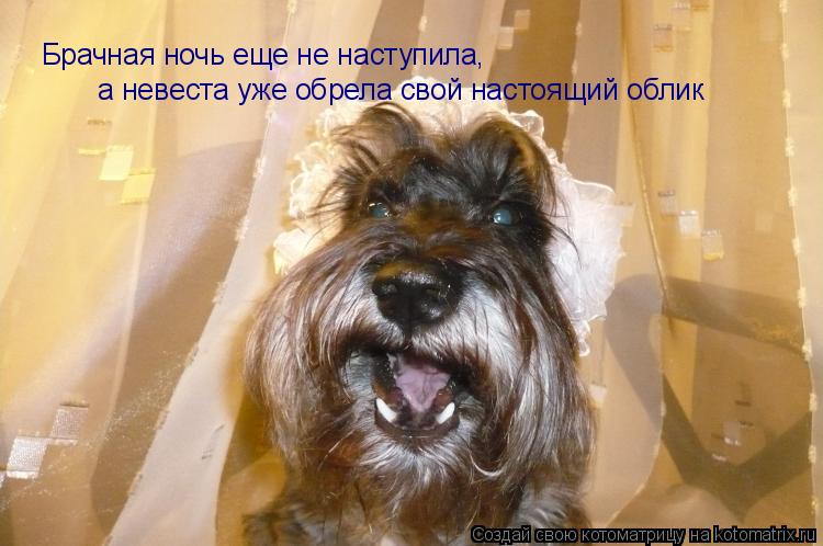 Котоматрица: Брачная ночь еще не наступила, а невеста уже обрела свой настоящий облик