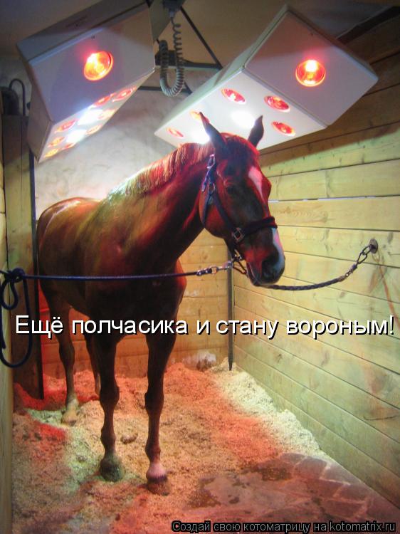 Котоматрица: Ещё полчасика и стану вороным!