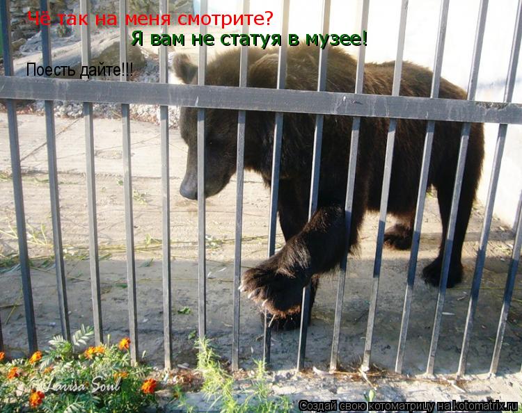 Котоматрица: Чё так на меня смотрите? Я вам не статуя в музее! Поесть дайте!!!