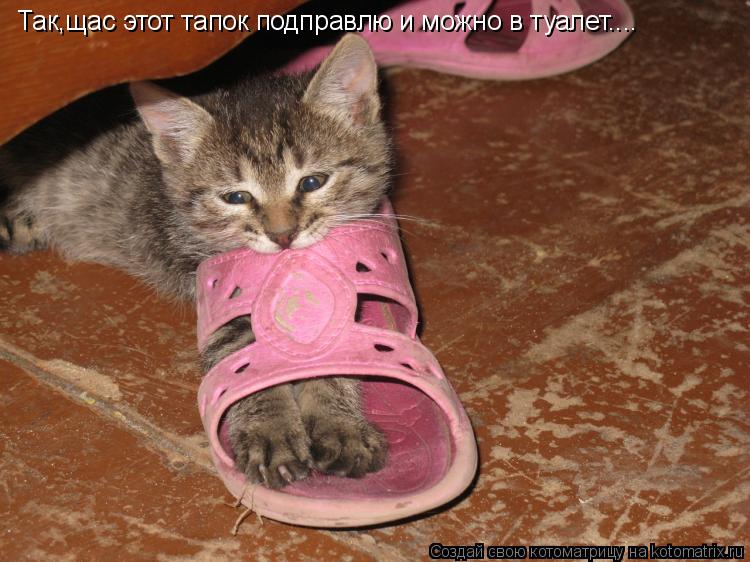 Котоматрица: Так,щас этот тапок подправлю и можно в туалет....