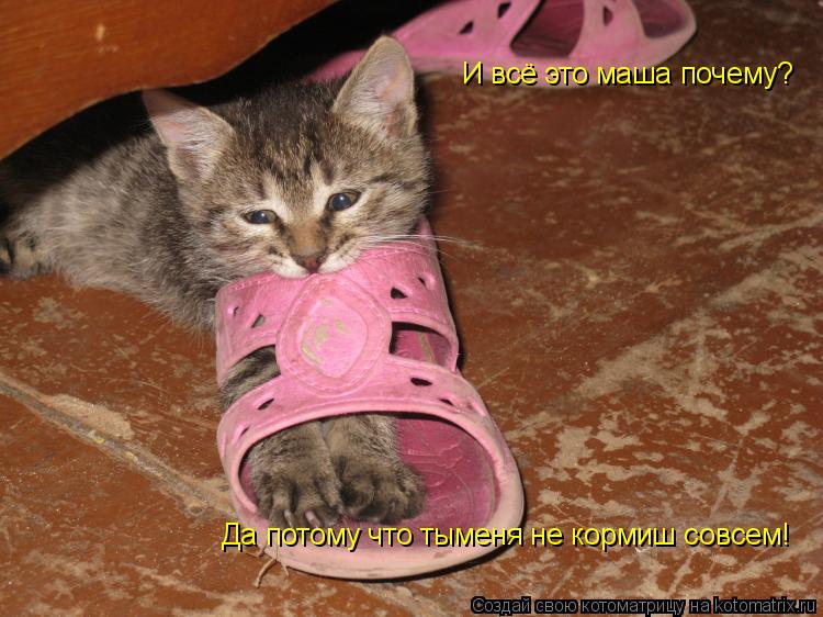 Котоматрица: И всё это маша почему? И всё это маша почему?  Да потому что тыменя не кормиш совсем!