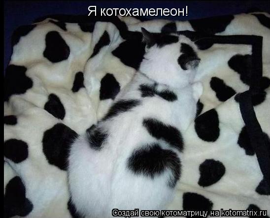 Котоматрица: Я котохамелеон!
