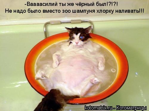 -Ваааасилий ты же чёрный был!?!?! Не надо было вместо зоо шампуня хлорку наливать!!!... Котоматрица: -Ваааасилий ты же чёрный был!?!?! Не надо было вместо зоо шампуня хлорку наливать!!!