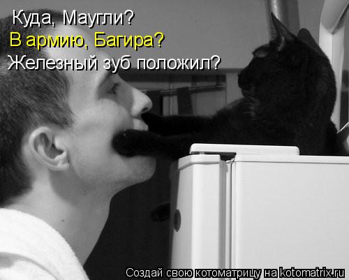 Куда, Маугли? В армию, Багира? Железный зуб положил?... Котоматрица: Куда, Маугли? В армию, Багира? Железный зуб положил?