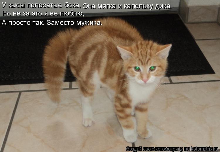 Котоматрица: У кысы полосатые бока, Она мягка и капельку дика. Но не за это я ее люблю, А просто так. Заместо мужика.