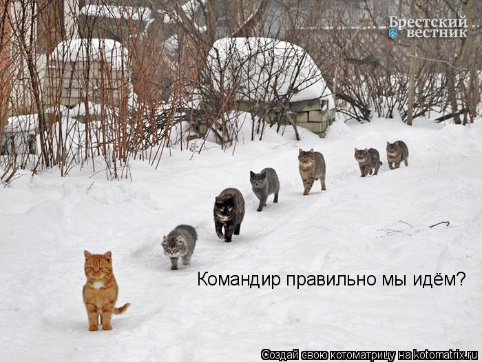 Командир правильно мы идём?... Котоматрица: Командир правильно мы идём?