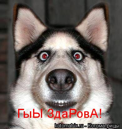 ГыЫ ЗдаРовА!... Котоматрица: ГыЫ ЗдаРовА!