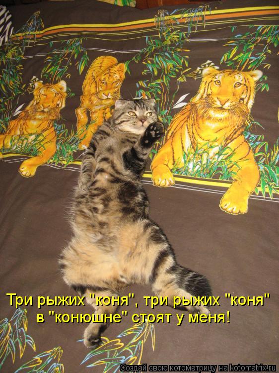 Три рыжих "коня", три рыжих "коня" в "конюшне" стоят у меня!... Котоматрица: Три рыжих "коня", три рыжих "коня" в "конюшне" стоят у меня!