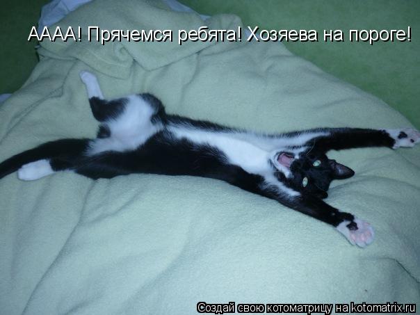 АААА! Прячемся ребята! Хозяева на пороге!... Котоматрица: АААА! Прячемся ребята! Хозяева на пороге!