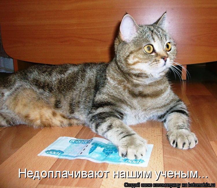 Недоплачивают нашим ученым...... Котоматрица: Недоплачивают нашим ученым...