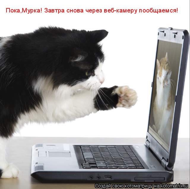 Пока,Мурка! Завтра снова через веб-камеру пообщаемся!... Котоматрица: Пока,Мурка! Завтра снова через веб-камеру пообщаемся!