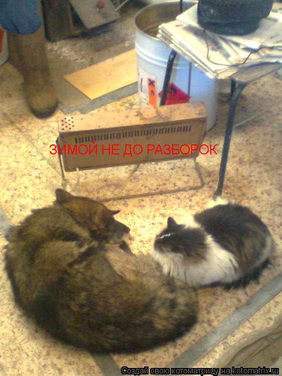 Котоматрица: ЗИМОЙ НЕ ДО РАЗБОРОК