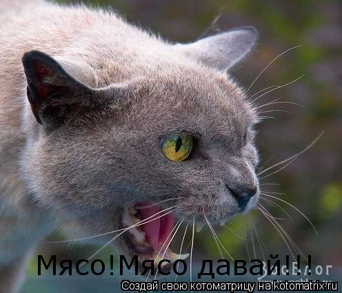 Котоматрица: Мясо!Мясо давай!!!