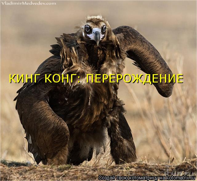 Котоматрица: КИНГ КОНГ: ПЕРЕРОЖДЕНИЕ