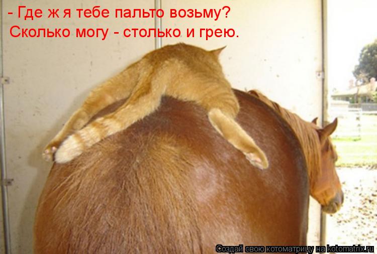 Котоматрица: - Где ж я тебе пальто возьму? Сколько могу - столько и грею.