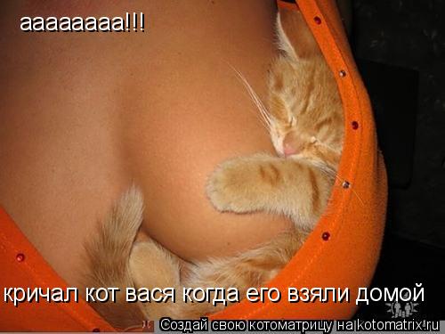 Котоматрица: аааааааа!!! кричал кот вася когда его взяли домой