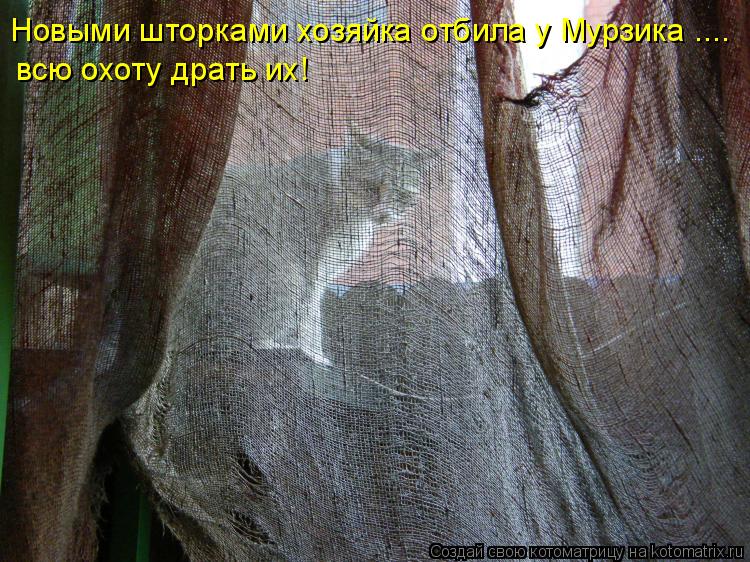 Новыми шторками хозяйка отбила у Мурзика .... всю охоту драть их!... Котоматрица: Новыми шторками хозяйка отбила у Мурзика .... всю охоту драть их!
