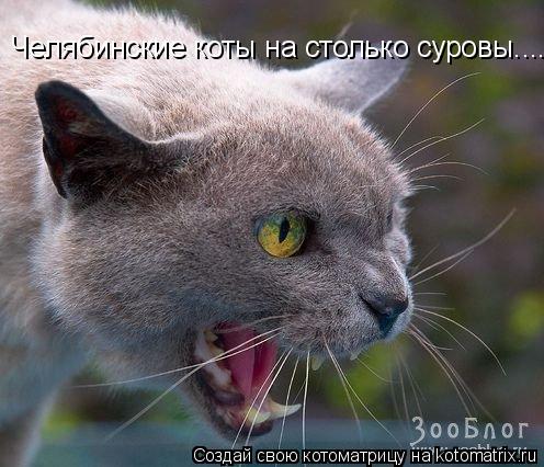Котоматрица: Челябинские коты на столько суровы....!!!