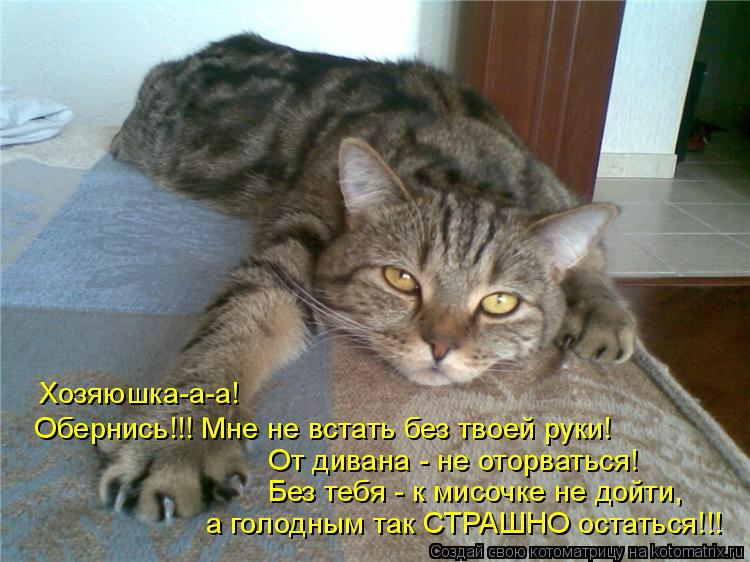 Котоматрица: Хозяюшка-а-а!  Обернись!!! Мне не встать без твоей руки!  От дивана - не оторваться!  Без тебя - к мисочке не дойти,  а голодным так СТРАШНО остать