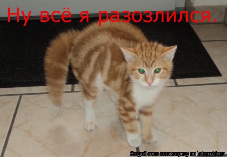Котоматрица: Ну всё я разозлился.
