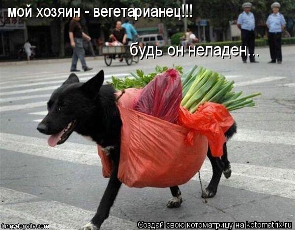 Котоматрица: мой хозяин - вегетарианец!!!  будь он неладен...