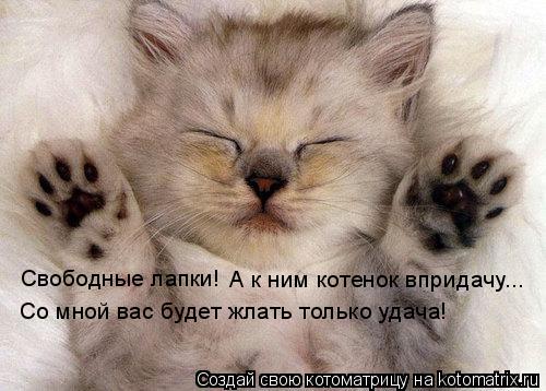 Котоматрица: Свободные лапки! А к ним котенок впридачу... Со мной вас будет жлать только удача!