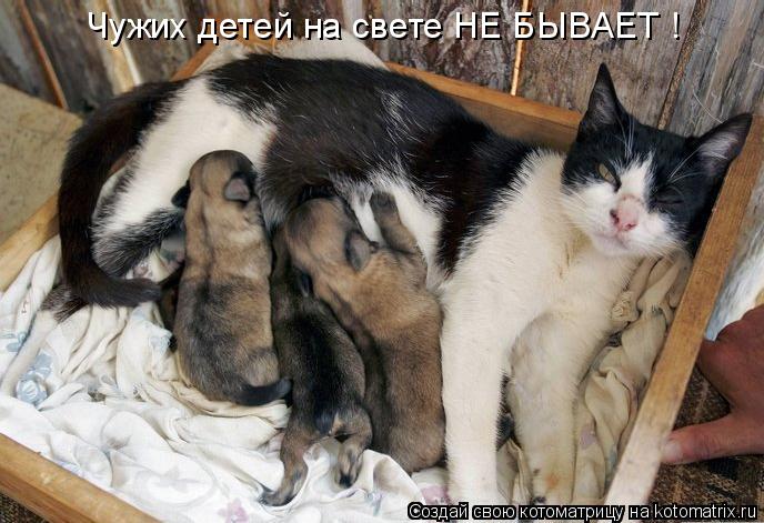 Котоматрица: Чужих детей на свете НЕ БЫВАЕТ !