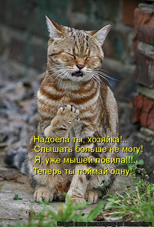 Котоматрица: Слышать больше не могу! Надоела ты, хозяйка!.. Теперь ты поймай одну! Я, уже мышей ловила!!!