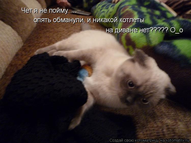 Котоматрица: Чет я не пойму..... опять обманули, и никакой котлеты  на диване нет????? О_о