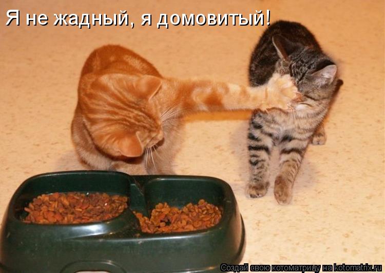 Котоматрица: Я не жадный, я домовитый!