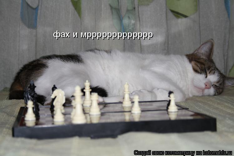 Котоматрица: фах и мррррррррррррр