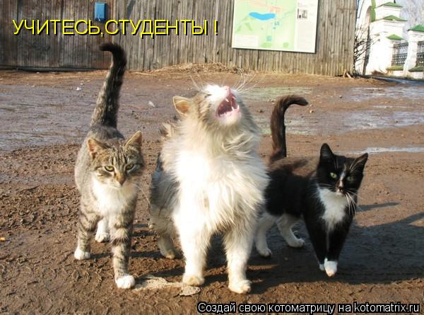 Котоматрица: УЧИТЕСЬ,СТУДЕНТЫ !