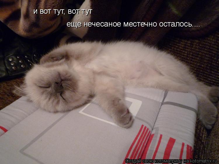 Котоматрица: и вот тут, вот тут еще нечесаное местечно осталось....
