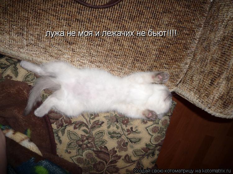 лужа не моя и лежачих не бьют!!!!... Котоматрица: лужа не моя и лежачих не бьют!!!!