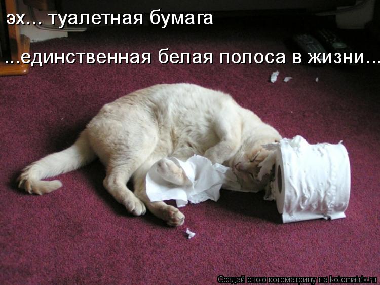 Котоматрица: эх... туалетная бумага ...единственная белая полоса в жизни...