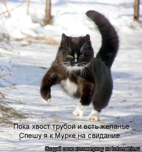 Пока хвост трубой и есть желанье Спешу я к Мурке на свидание.... Котоматрица: Пока хвост трубой и есть желанье Спешу я к Мурке на свидание.