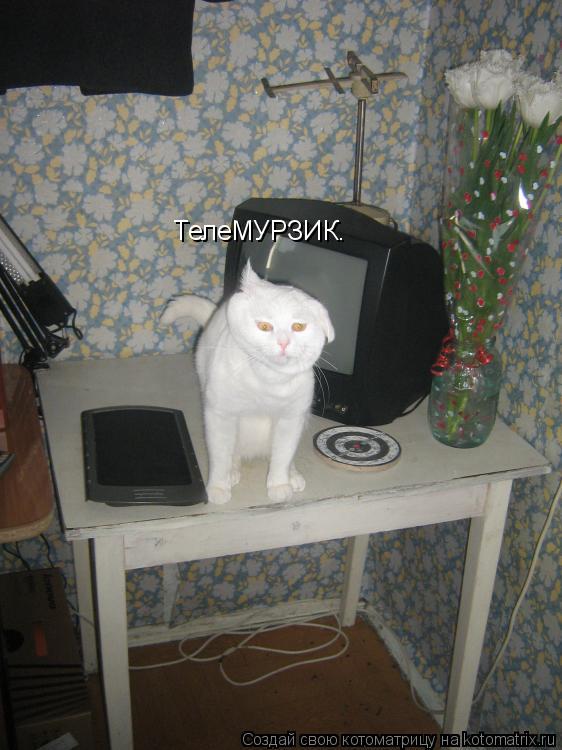 ТелеМУРЗИК.... Котоматрица: ТелеМУРЗИК.