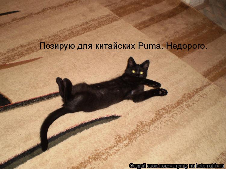 Позирую для китайских Puma. Недорого.... Котоматрица: Позирую для китайских Puma. Недорого.