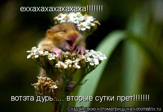 еххахахахахахаха!!!!!!! вотэта дурь..... вторые сутки прет!!!!!!!... Котоматрица: еххахахахахахаха!!!!!!! вотэта дурь..... вторые сутки прет!!!!!!!