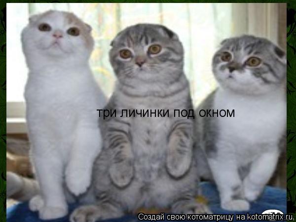 три личинки под окном... Котоматрица: три личинки под окном
