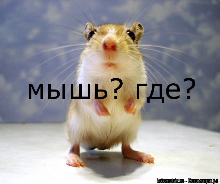 мышь? где?... Котоматрица: мышь? где?