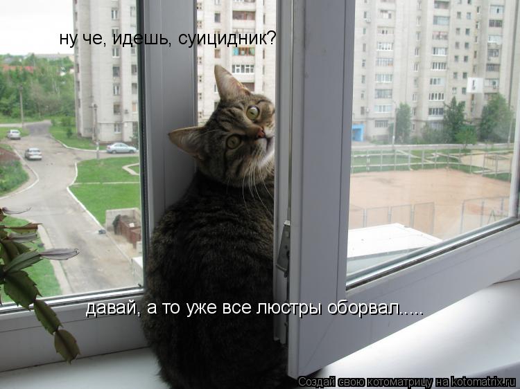 ну че, идешь, суицидник? давай, а то уже все люстры оборвал........ Котоматрица: ну че, идешь, суицидник? давай, а то уже все люстры оборвал.....
