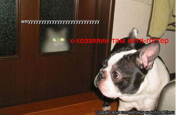 х-хоззяяин там китя-гогтер мяууууууууууууууууууууууууууу... Котоматрица: х-хоззяяин там китя-гогтер мяууууууууууууууууууууууууууу