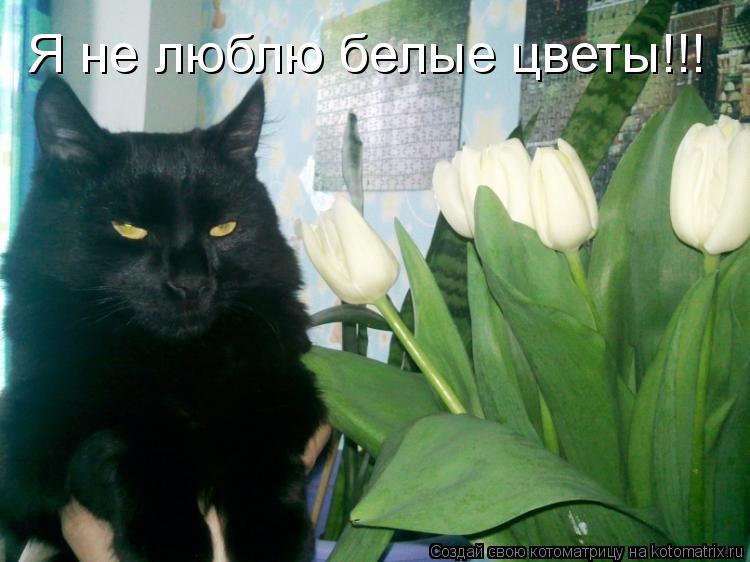 Я не люблю белые цветы!!!... Котоматрица: Я не люблю белые цветы!!!