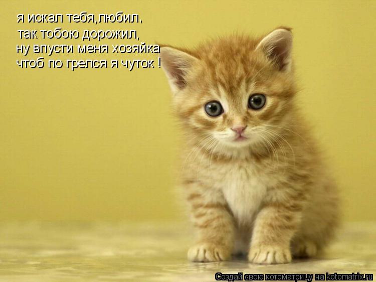 я искал тебя,любил , так тобою дорожил, ну впусти меня хозяйка чтоб по грелся я чуток !... Котоматрица: я искал тебя,любил , так тобою дорожил, ну впусти меня хозяйка чтоб по грелся я чуток !