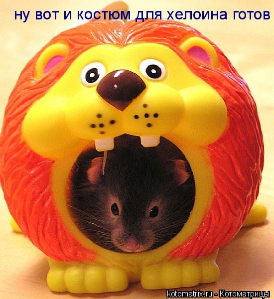 ну вот и костюм для хелоина готов... Котоматрица: ну вот и костюм для хелоина готов