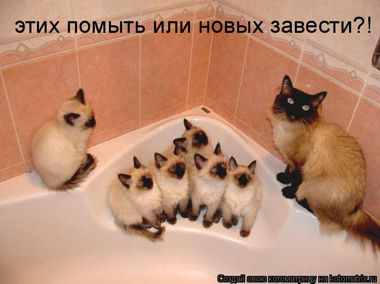 этих помыть или новых завести?!... Котоматрица: этих помыть или новых завести?!