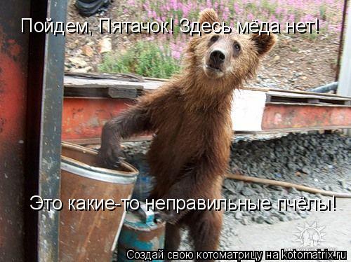 Пойдем, Пятачок! Здесь мёда нет! Это какие-то неправильные пчёлы!... Котоматрица: Пойдем, Пятачок! Здесь мёда нет! Это какие-то неправильные пчёлы!